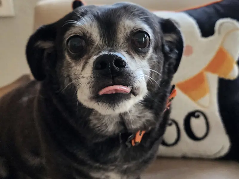 Rhonda Kay : Our Family Pup Blackie Image 10