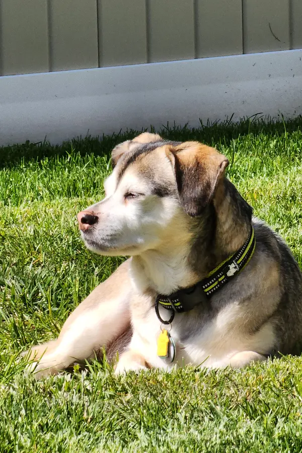 Rhonda Kay : Our Family Pup Tank Image 12