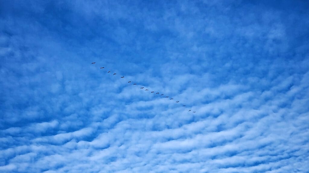 Birds flying in a blue sky